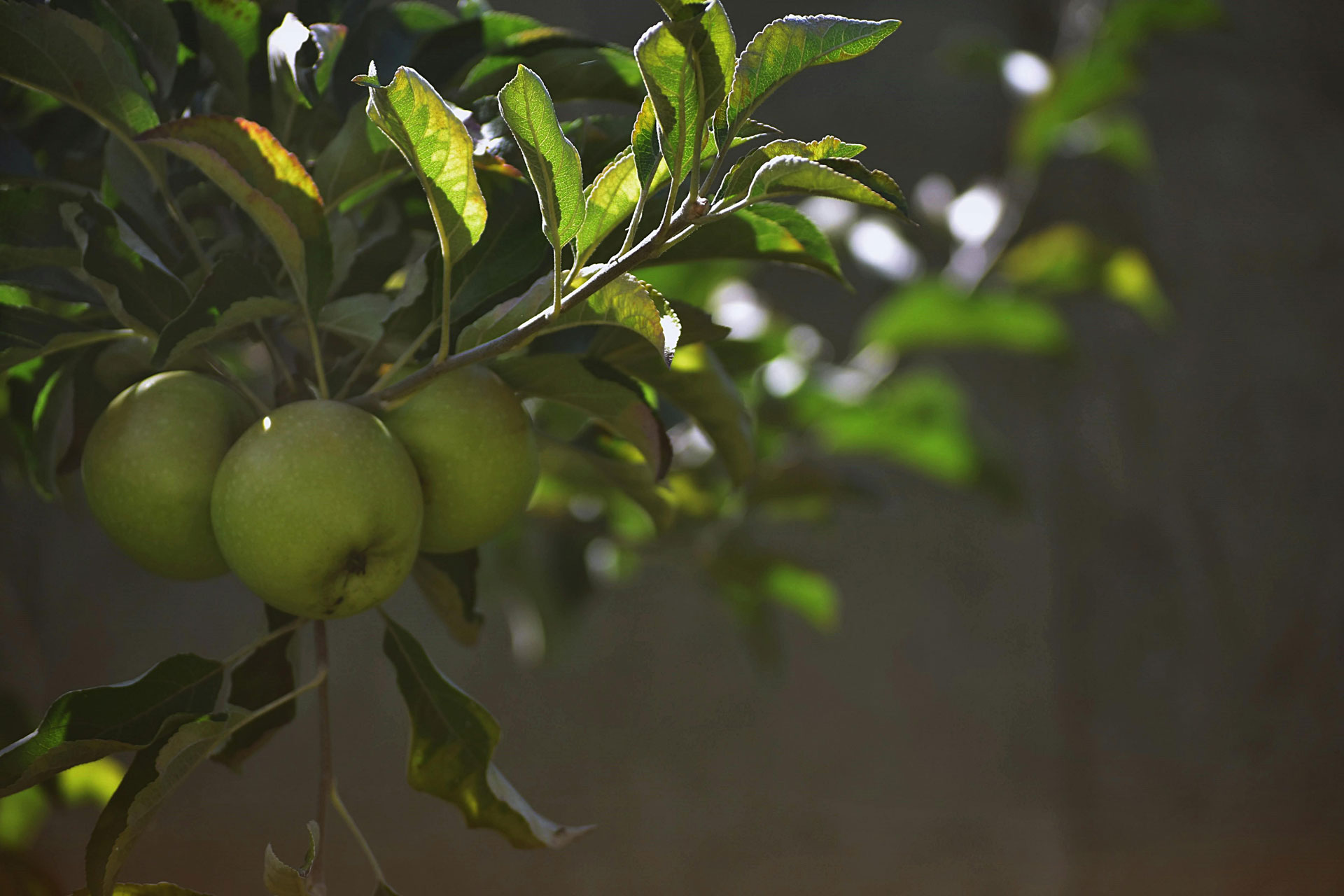 appletrad